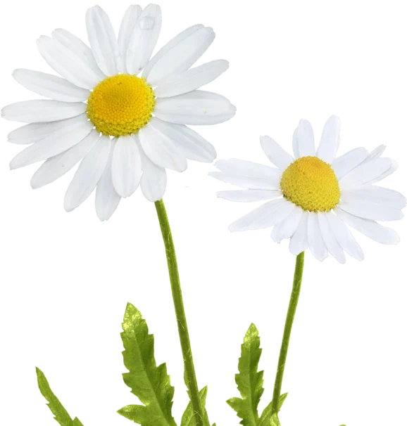 Nature Et Coquelicots Decoration Florale Mandelieu Nos Points Forts 1
