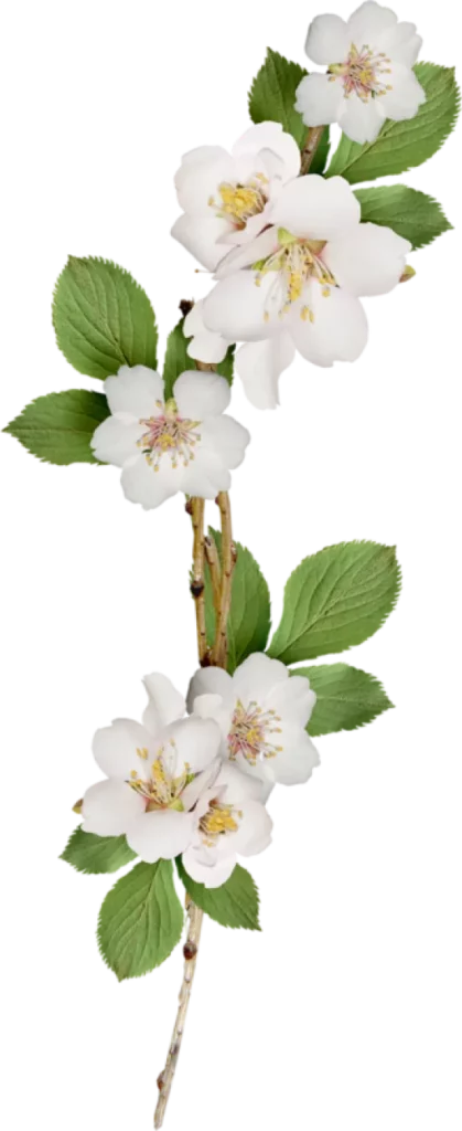 Nature Et Coquelicots Decoration Florale Mandelieu Decoration Florale Pour Mariages 1